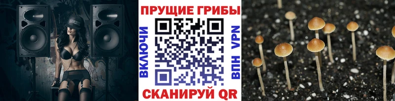 Псилоцибиновые грибы MAGIC MUSHROOMS  Данилов 